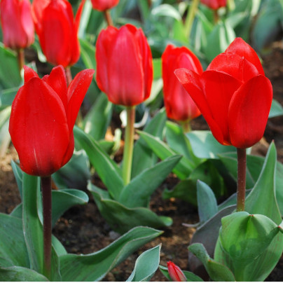 Tulipán Showinner - Tulipa - cibule tulipánů - 3 ks