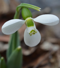 Sněženka Polar Bear - Galanthus elwesii - cibule sněženek - 3 ks