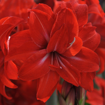 Hvězdník Double Delicious - Hippeastrum - cibule hvězdníků - 1 ks