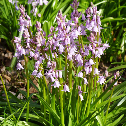 Ladoňka zvonkovitá růžová - Scilla campanulata - cibule ladoněk - 3 ks