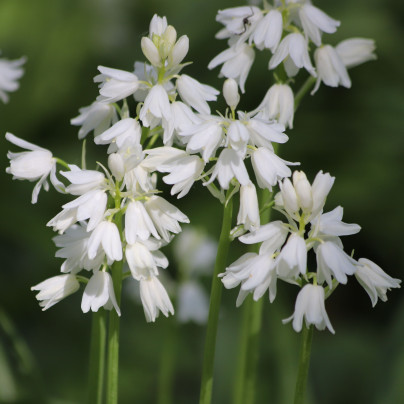 Ladoňka zvonkovitá bílá - Scilla campanulata - cibule ladoněk - 3 ks