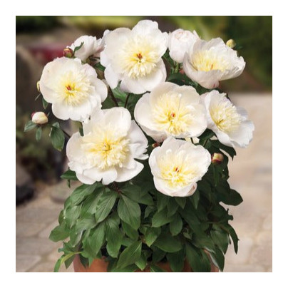 Pivoňka Patio Madrid - Paeonia lactiflora - hlízy pivoněk - 1 ks