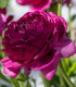 Pryskyřník Tomer Purple - Ranunculus asiaticus - hlízy pryskyřníků - 3 ks