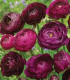 Pryskyřník Tomer Purple - Ranunculus asiaticus - hlízy pryskyřníků - 3 ks