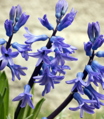 Hyacint mnohokvětý modrý - Hyacinthus - cibule hyacintů - 1 ks