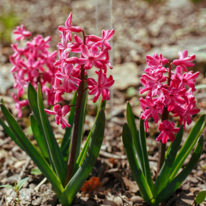 Hyacint mnohokvětý růžový - Hyacinthus - cibule hyacintů - 1 ks