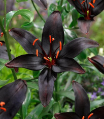 Lilie Blacklist - Lilium - cibule lilií - 1 ks