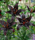 Lilie Blacklist - Lilium - cibule lilií - 1 ks