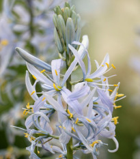 Ladoník bleděmodrý - Camassia cusickii - cibule ladoníků - 2 ks