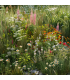 Květnatý podrost do stínu - osivo Planta Naturalis - směs lučních květin a trav - 40 g
