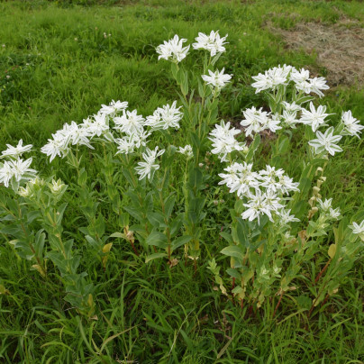 Pryšec vroubený - Euphorbia marginata - osivo pryšce - 20 ks