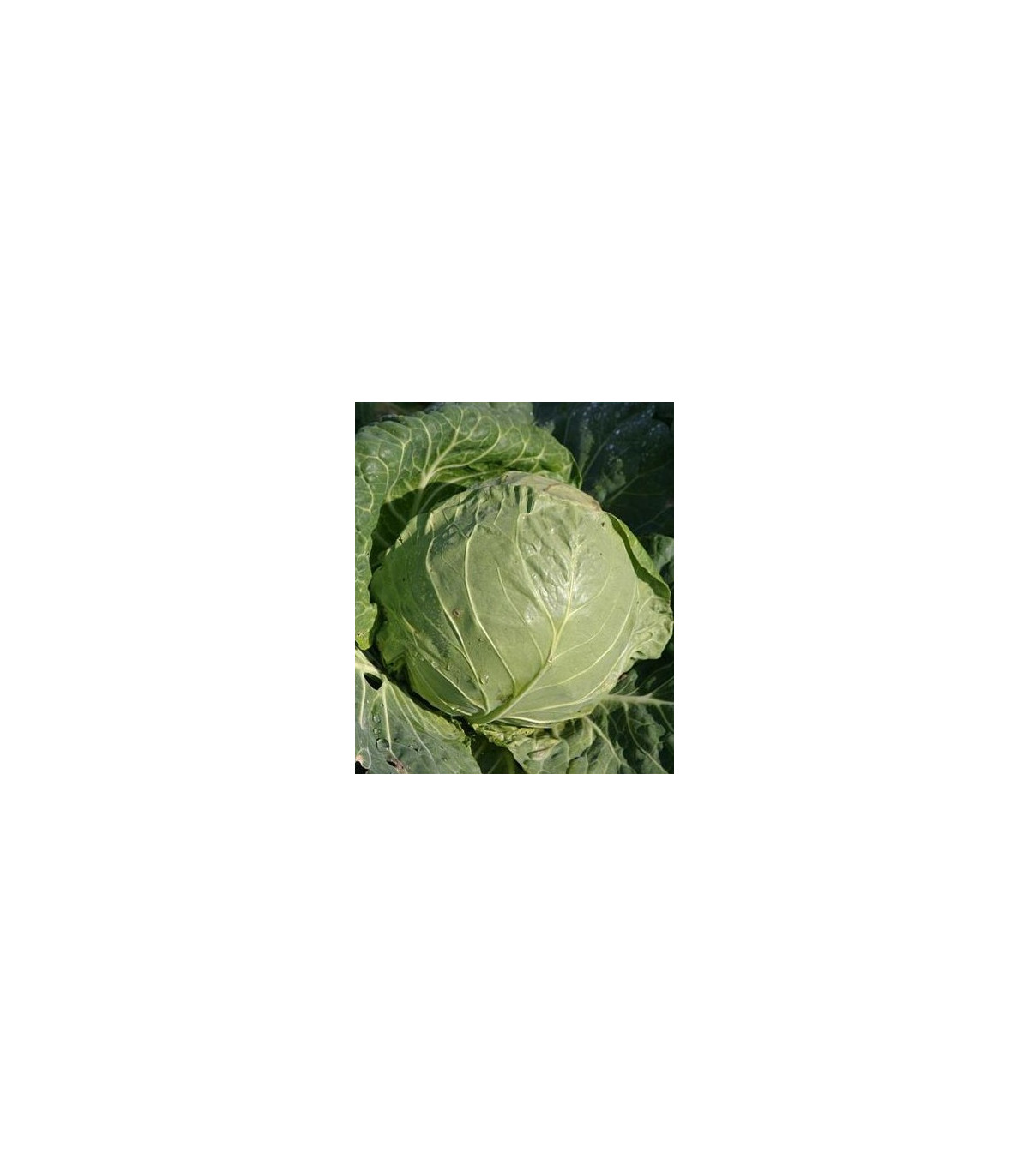 BIO Bílé zelí Premier - Brassica oleracea - bio osivo zelí - 0,3 g