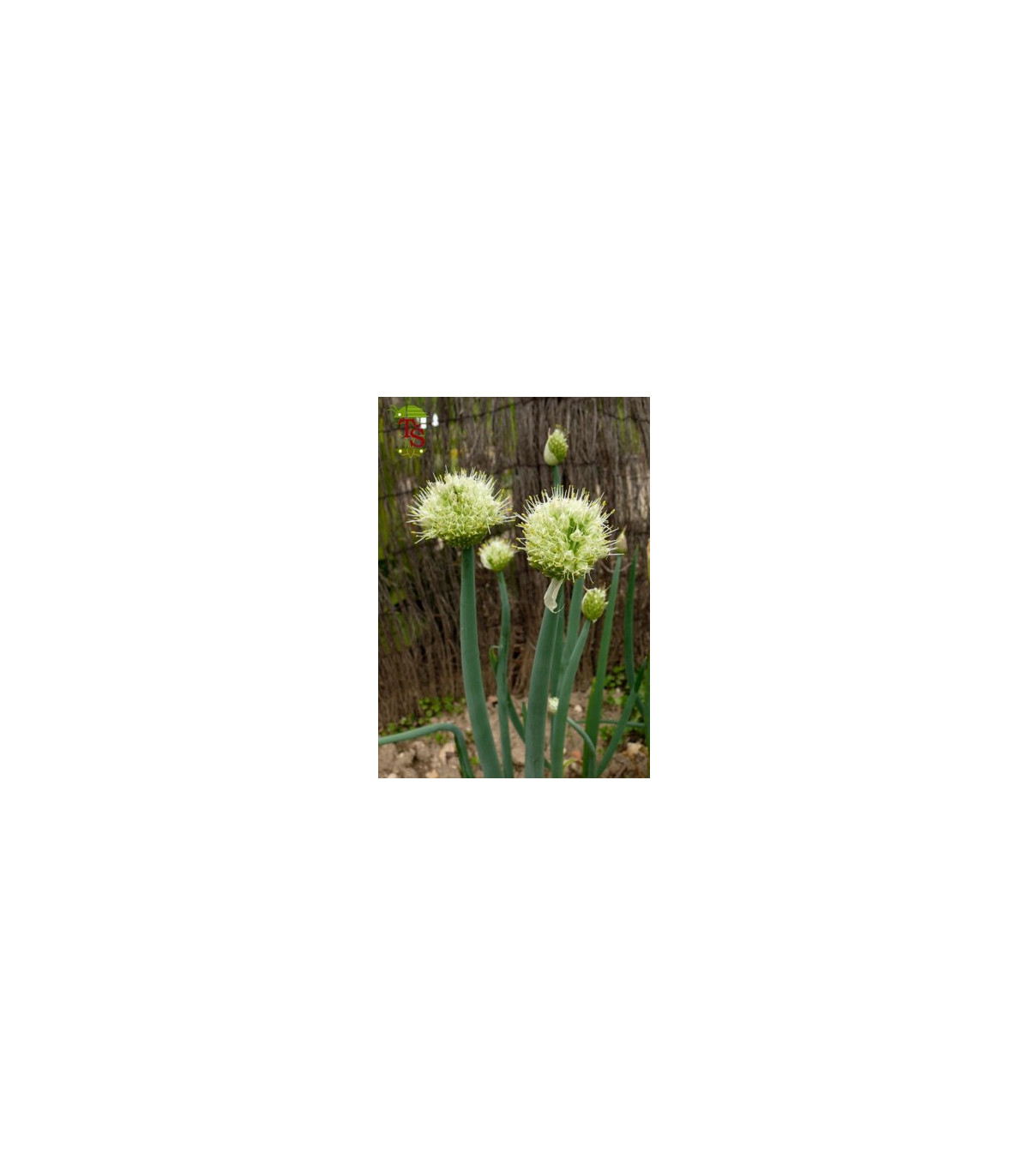 Cibule sečka - Allium fistulosum L. - osivo cibule - 1 g
