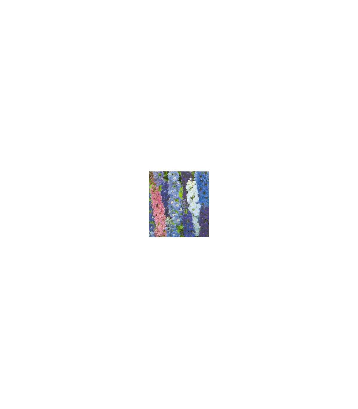 Stračka modré odstíny - Deplhinium cultorum - osivo stračky - 50 ks