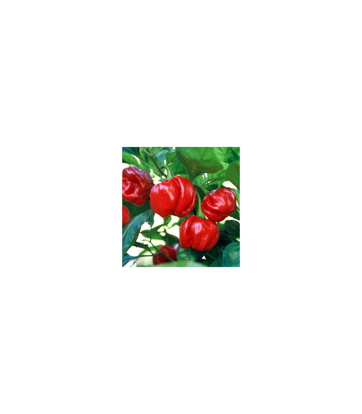 Chilli Trinidad - Capsicum chinense - osivo chilli - 6 ks