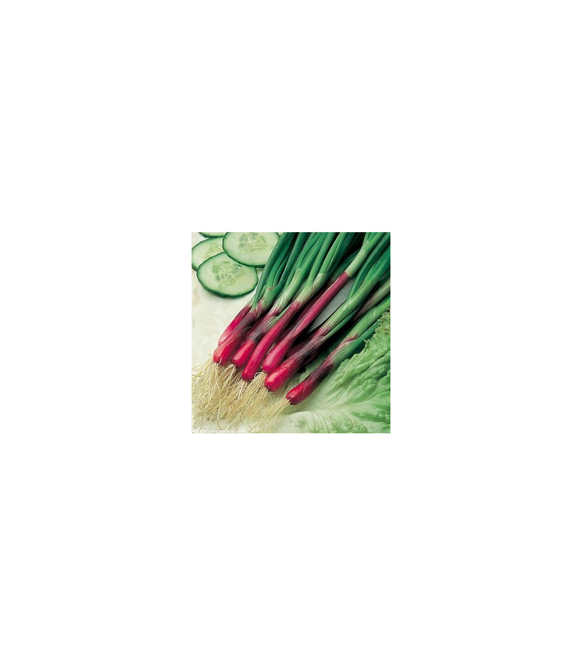 Cibule jarní červená Redmate - semena cibule - 1 gr