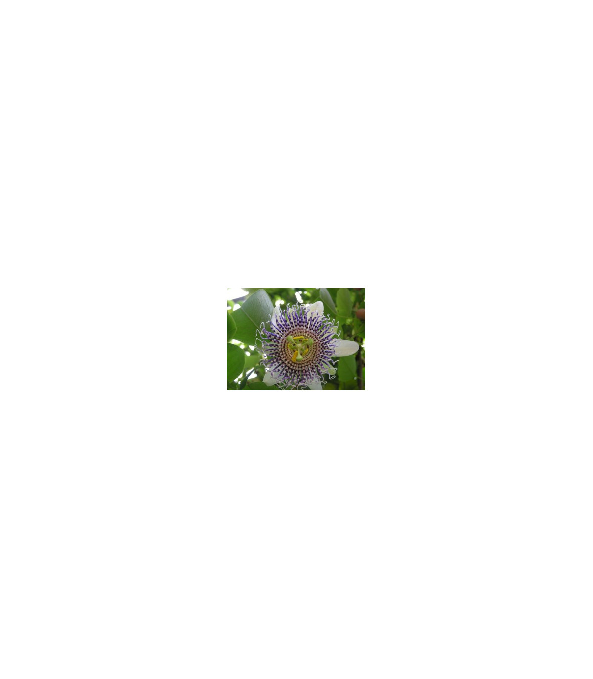 Mučenka křídlatá - Passiflora actinia - prodej semen - 4 ks