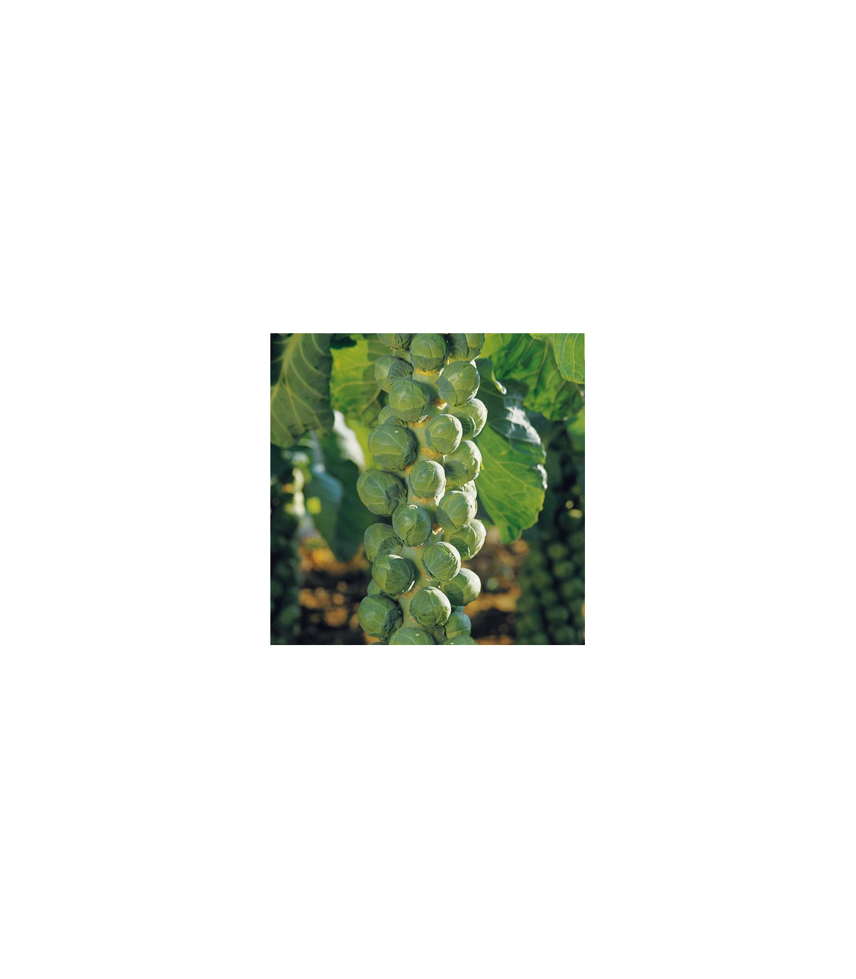 Kapusta růžičková Hilds Ideal - Brassica oleracea - osivo kapusty - 0,5 g