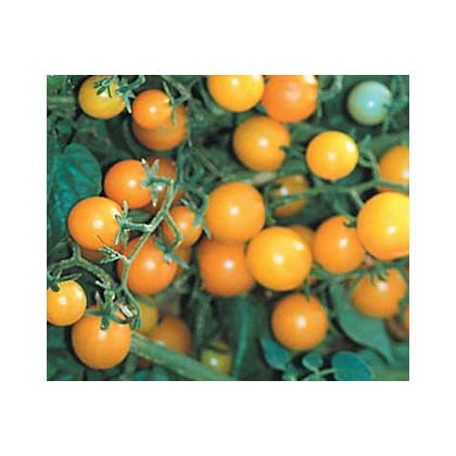Divoké rajče žluté - Lycopersicon pimpinellifolium - osivo rajčat - 6 ks