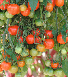 Rajče převislé Tom Red - Solanum lycopersicum - osivo rajčat - 8 ks