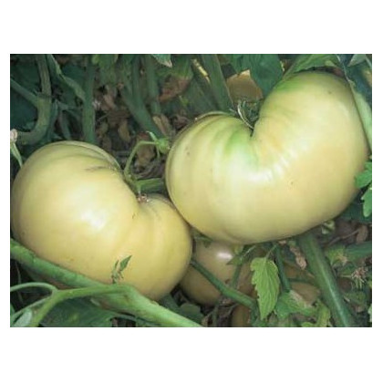 Rajče bílé - Solanum lycopersicum - osivo rajčat - 6 ks