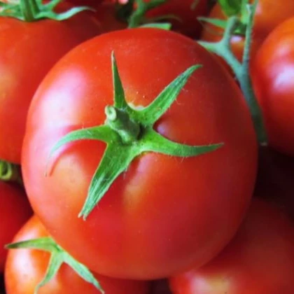 Rajče tyčkové Sláva Porýní - Solanum lycopersicum - osivo rajčat - 50 ks
