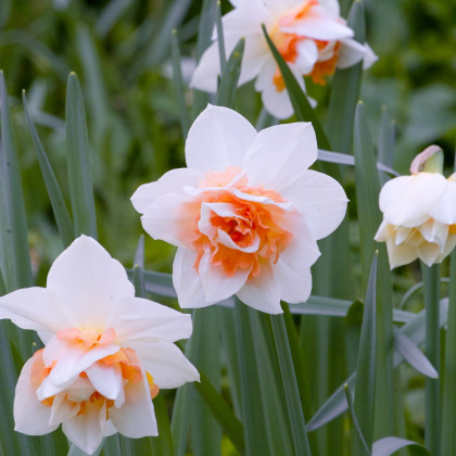 Narcis Replete - Narcissus - cibule narcisů - 3 ks