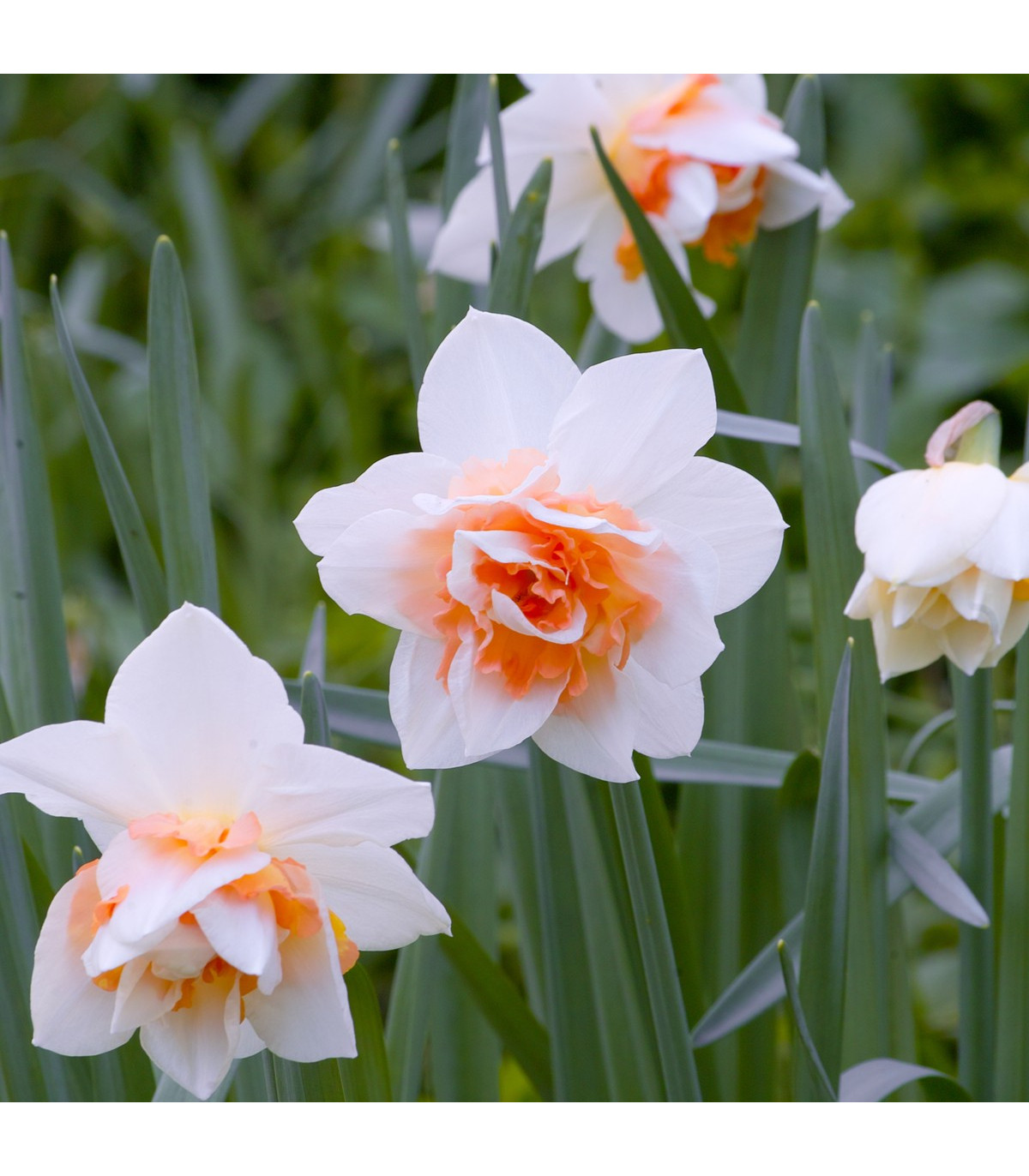 Narcis Replete - Narcissus - cibule narcisů - 3 ks