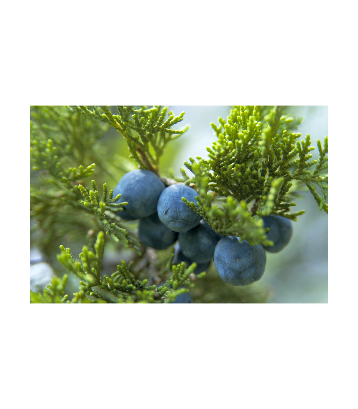 Jalovec - Juniperus excelsa - osivo jalovce - 5 ks