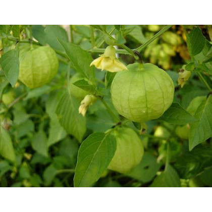 Tomatillo - Physalis ixocarpa - osivo tomatilla - 5 ks