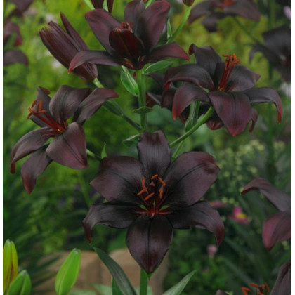 Lilie Black Charm - Lilium - cibule lilií - 1 ks
