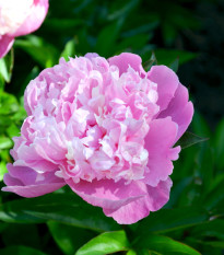 Pivoňka růžová Dr. Alex Flamming - Paeonia lactiflora - hlízy pivoněk - 1 ks