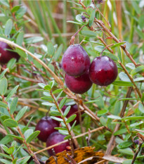 Americká brusinka - Klikva velkoplodá - Vaccinium macrocarpon - osivo brusinky - 10 ks