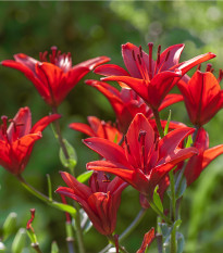 Lilie Diabora - Lilium - cibule lilií - 1 ks