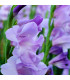 Gladiol modrý Tropic - Gladiolus - hlízy gladiol - 3 ks