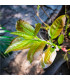Fíkovník indický - Ficus benghalensis - osivo fíkovníku - 5 ks