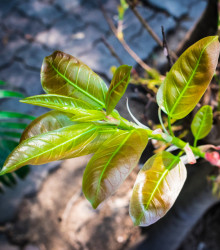 Fíkovník indický - Ficus benghalensis - osivo fíkovníku - 5 ks
