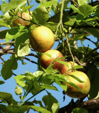 Guave - Psidium guajava - osivo guáve - 4 ks