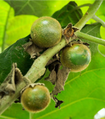 Narančila - Solanum quitoense - osivo narančily - 5 ks