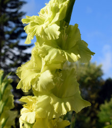 Gladiol Green Star - Gladiolus - hlízy gladiol - 3 ks