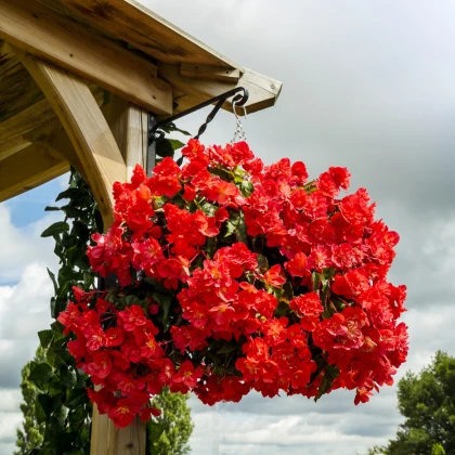 Begonie plnokvětá červená - Begonia pendula - cibule begonie - 2 ks