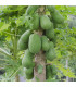 Papája melounová - Carica papaya - osivo papáji - 4 ks