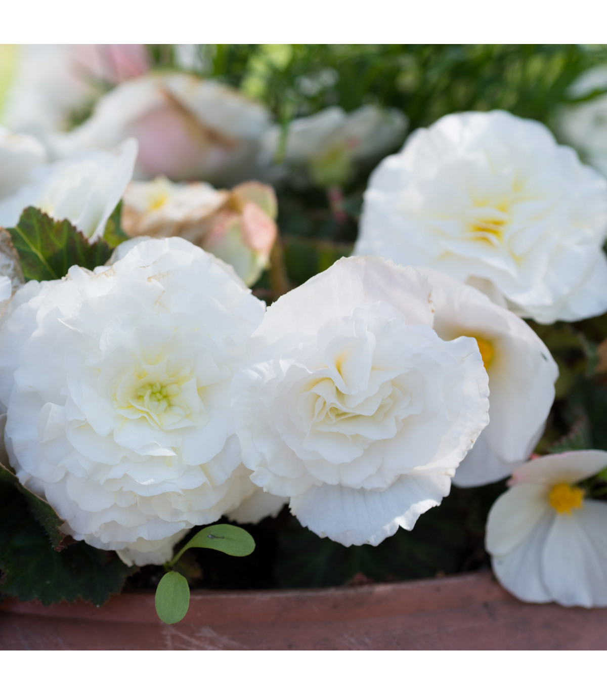 Begonie bílá třepenitá - Begonia fimbriata - hlízy begónií - 2 ks