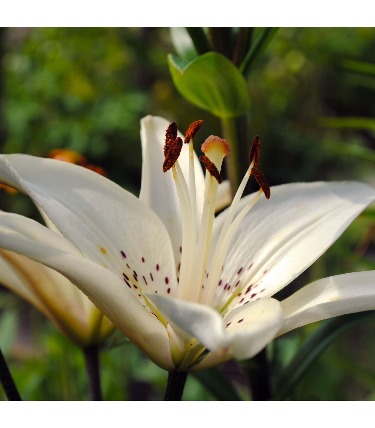 Lilie White Tiger - Lilium - cibule lilií - 1 ks