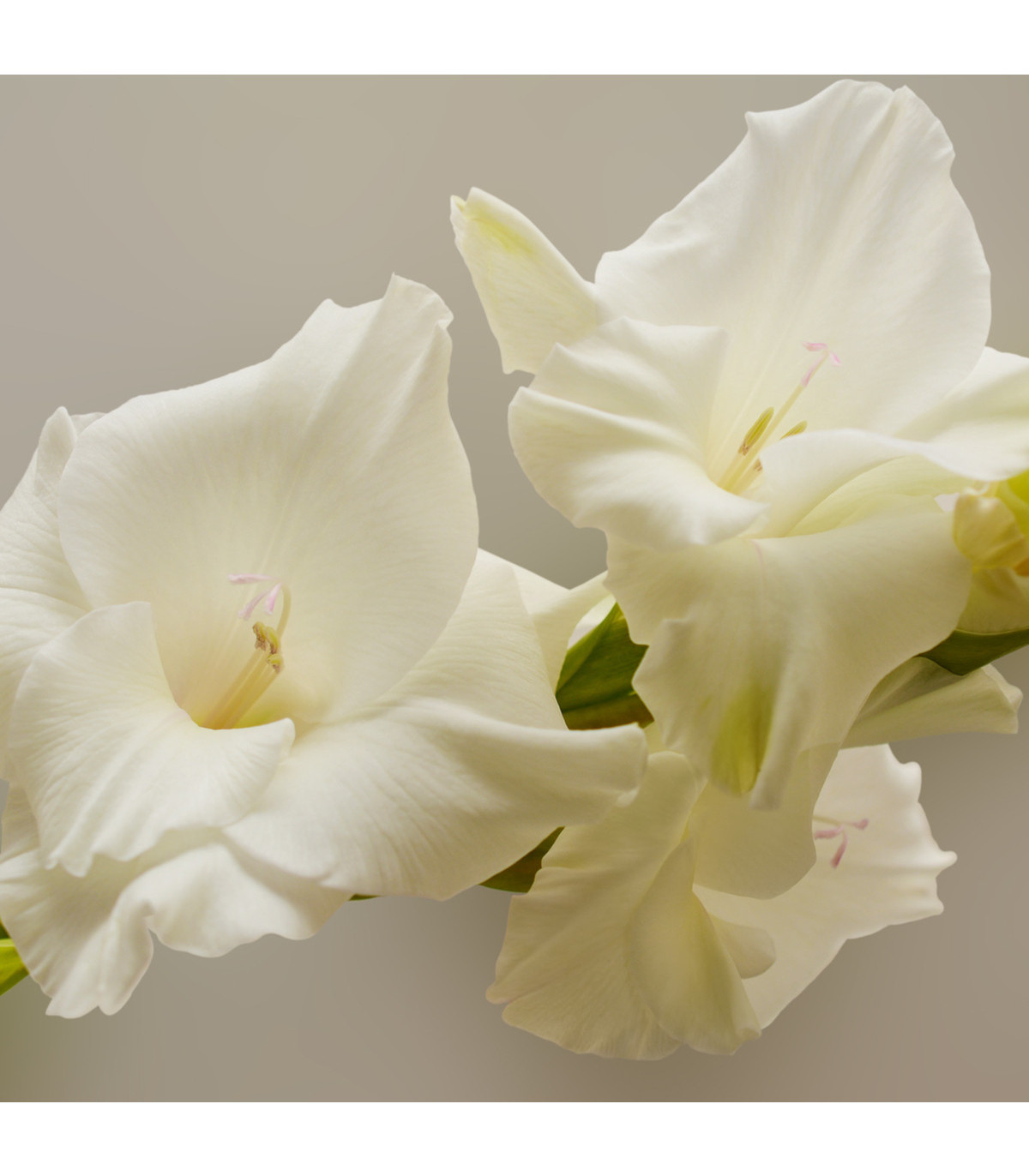Gladiol White Prosperity - Gladiolus - hlízy gladiol - 3 ks