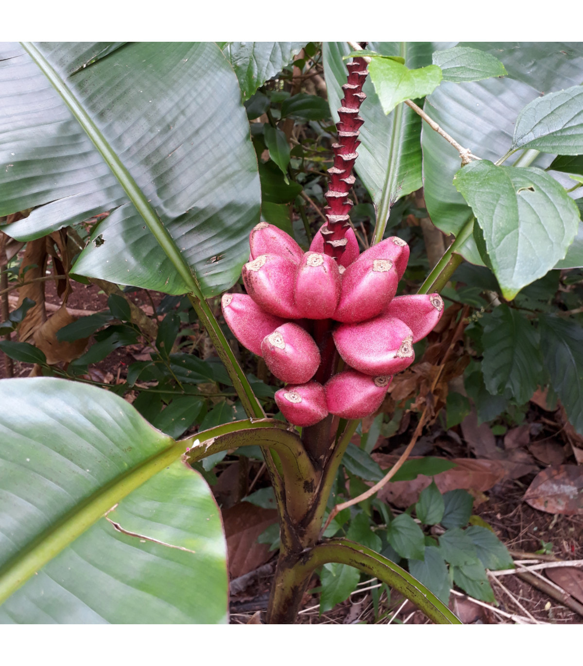 Banánovník Dwarf Cavendish - Musa acuminata - osivo banánovníku - 5 ks