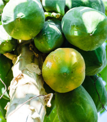 Papája Mamba Nunba - Carica papaya - osivo papáji - 4 ks