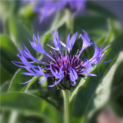 Chrpa luční modrá - Centaurea jaceae - osivo chrpy - 200 ks