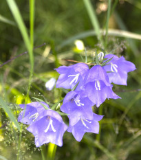 Zvonek modrý broskvolistý - Campanula persicifolia - osivo zvonku - 0,1 g