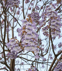 Paulovnie plstnatá - Paulownia tomentosa - osivo paulovnie - 15 ks